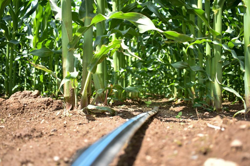 Apoyos Para Peque Os Productores Del Campo De Aguascalientes Lja