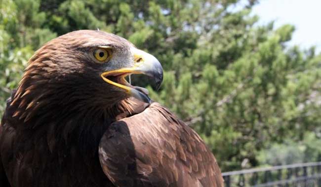 Valor ecosistémico y ético del águila real - LJA Aguascalientes