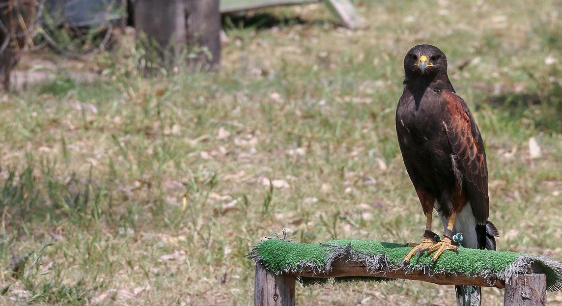 Águila calva está regresando a Aguascalientes - LJA Aguascalientes