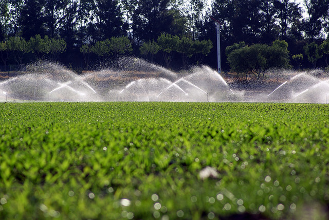 Riego Tecnificado, Alternativa Para Ahorrar Agua En El Campo De ...