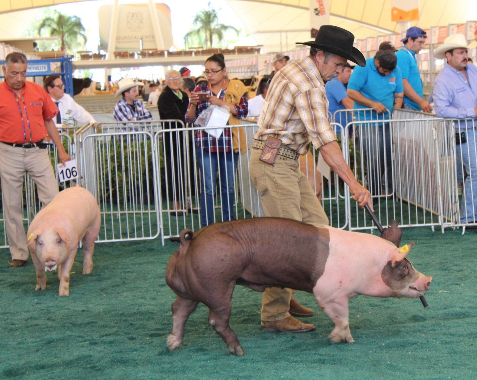 Exposiciones de porcicultura, en la Expo Ganadera de Aguascalientes