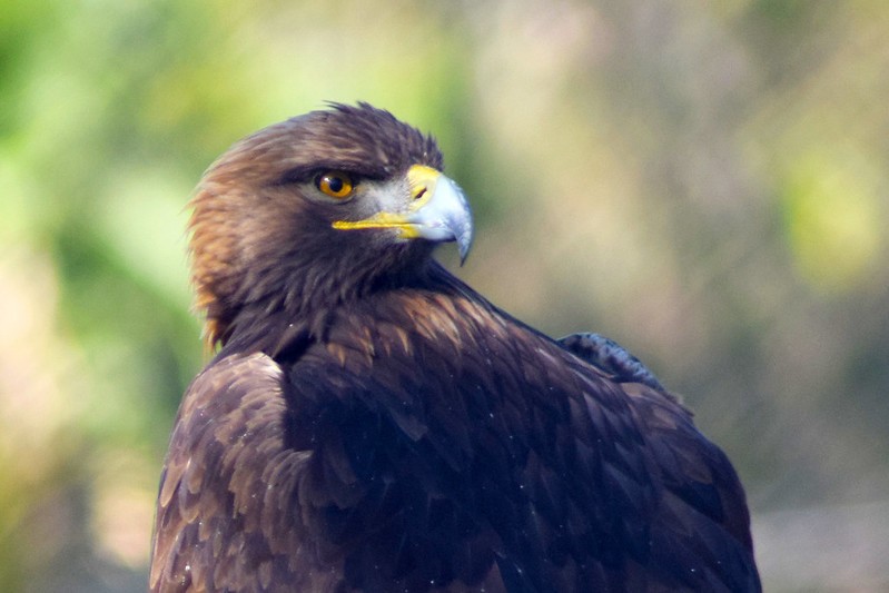 Recupera población el Águila Real en el país - LJA Aguascalientes