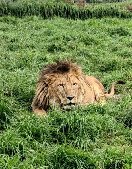 Aguascalientes recibe leones que fueron maltratados en refugio de BJWT -  LJA Aguascalientes